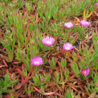 Hottentot Fig